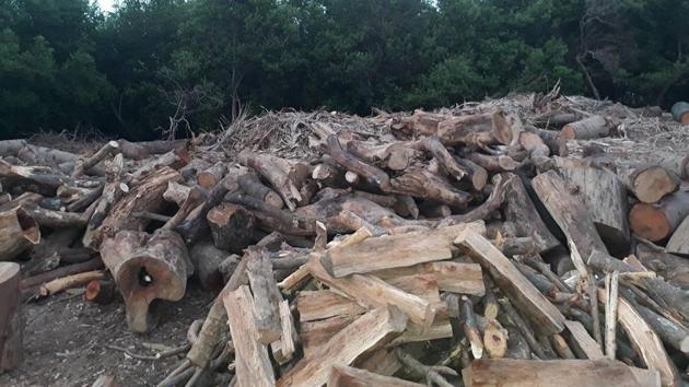 Trees cut for Metro projects in Mumbai were dumped at mangrove forests in Borivli and Dahisar.(HT Photo) Trees cut for Metro projects in Mumbai were dumped at mangrove forests in Borivli and Dahisar.(HT Photo)