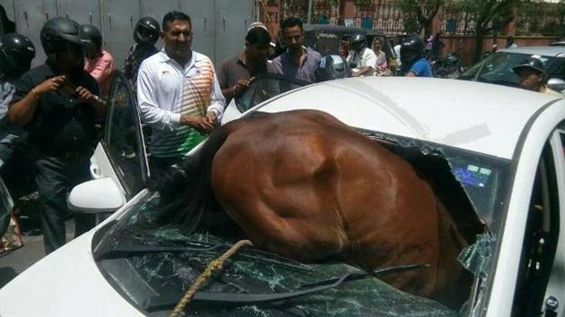 A horse got stuck in a car after crashing through its windshield in Jaipur on Sunday afternoon.(HT Photo)