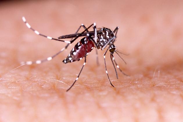 Chinkungunya is a mosquito-borne viral infection (Shutterstock) Chinkungunya is a mosquito-borne viral infection (Shutterstock)