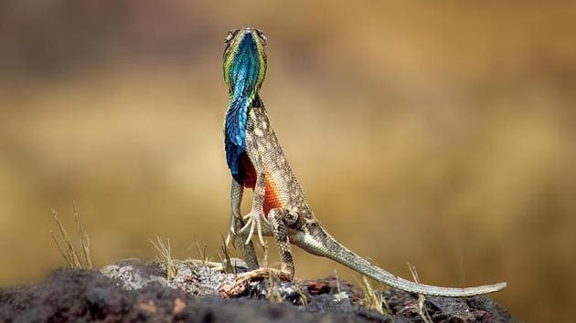 A male fan-throated lizard stands atop a rock in the hopes of attracting a partner.(Pratik Chorge/HT Photo)