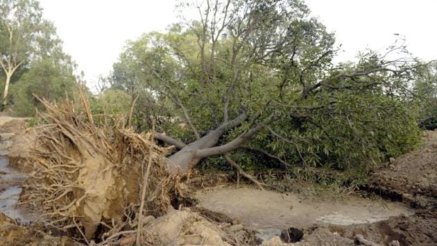 An axed tree in the Model Town area in Patiala on Sunday. (HT Photo) An axed tree in the Model Town area in Patiala on Sunday. (HT Photo)