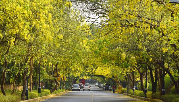 While more than eight lakh saplings comprising trees, shrubs and herbs are planted across Delhi every year, experts have raised questions on whether the right species are being planted. (Sanjeev Verma / Hindustan Times) While more than eight lakh saplings comprising trees, shrubs and herbs are planted across Delhi every year, experts have raised questions on whether the right species are being planted. (Sanjeev Verma / Hindustan Times)