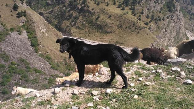 A dairy farmer was accidentally killed when the dog reportedly ran his tractor into motion. (HT File Photo/Representative image) A dairy farmer was accidentally killed when the dog reportedly ran his tractor into motion. (HT File Photo/Representative image)