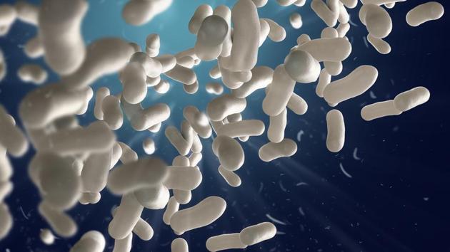Scientists made their discovery studying the bacteria Wolbachia, which in itself does not cause disease but benefits its host species in many ways, including protecting them from other infections. (Shutterstock) Scientists made their discovery studying the bacteria Wolbachia, which in itself does not cause disease but benefits its host species in many ways, including protecting them from other infections. (Shutterstock)