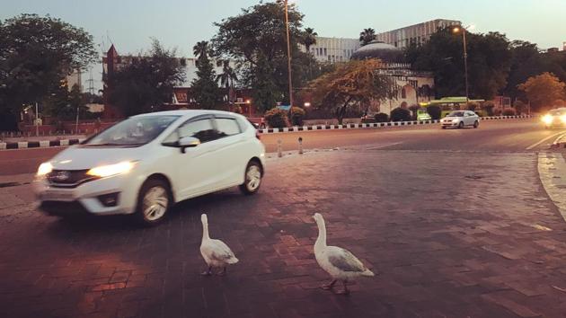 Raja and Rani are two ducks owned by Muhammed Ramzan, an attendant in a roadside washroom.(Mayank Austen Soofi / HT Photo)