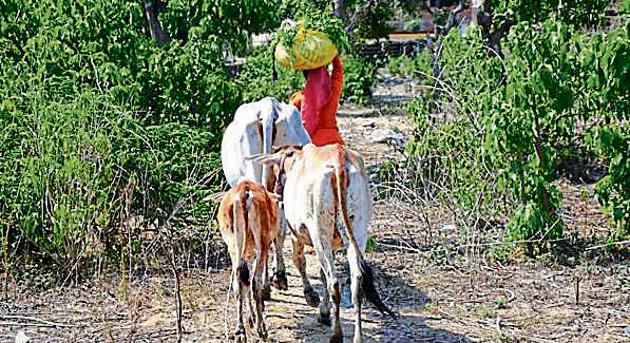 A villager takes her cattle through Rajaji National Park. (HT Photo) A villager takes her cattle through Rajaji National Park. (HT Photo)