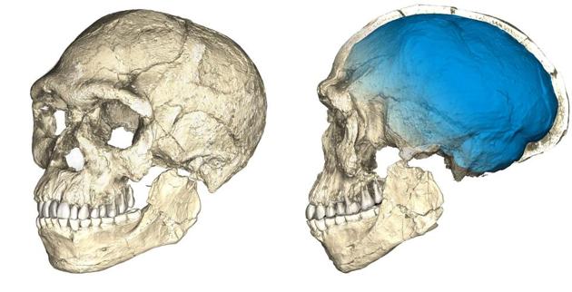 Two views of a composite reconstruction of the earliest known Homo sapiens fossils from Jebel Irhoud in Morocco, based on micro computed tomographic scans of multiple original fossils, are shown in this undated handout photo. Dated to 300 thousand years ago these early Homo sapiens already have a modern-looking face that falls within the variation of humans living today. (Reuters Photo)