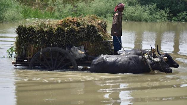 An Indian farmer transports harvested paddy on a buffalo cart through flood waters. (Biju BORO / AFP)