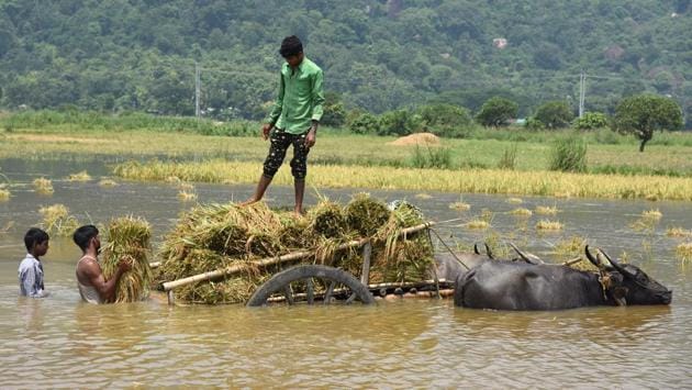 People load harvested crop onto a buffalo cart from a flooded paddy field in Morigaon district. (Anuwar Hazarika / REUTERS)