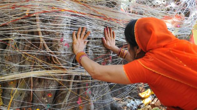 Cotton threads are wrapped around the tree trunks by the women who occasionally sing while tying the thread. (Mujeeb Faruqui/HT Photo)