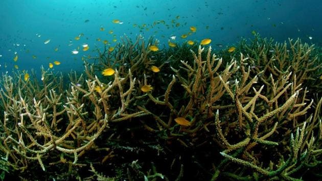 Dead coral reefs off the Indian coast.