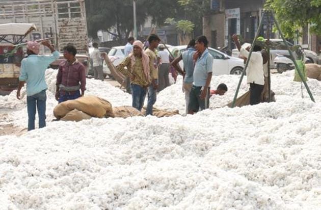 From 2.57 lakh hectares last year, cotton has been sown on 3.82 lakh hectares this year in Punjab.(HT File Photo)