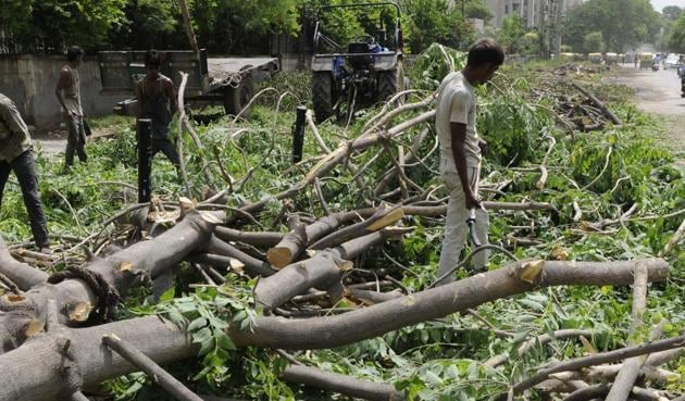 Felling of trees for the metro rail project has been hogging media space for a while now: to the point of becoming a controversy where all kinds of people and opinions have arisen leading to a melee in which a clear direction or strategy seems to have got lost. (HT file) Felling of trees for the metro rail project has been hogging media space for a while now: to the point of becoming a controversy where all kinds of people and opinions have arisen leading to a melee in which a clear direction or strategy seems to have got lost. (HT file)