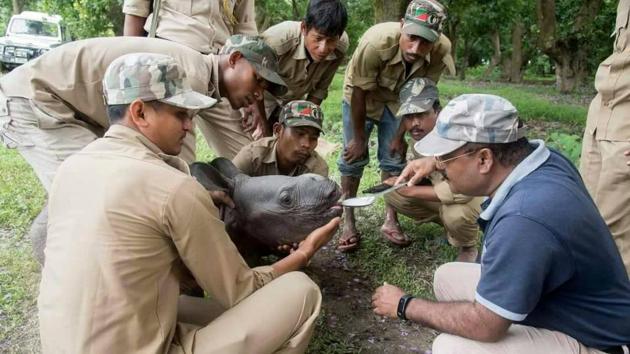 Guards at Pobitora Wildlife Sanctuary feed Tarzan, the rhino calf that later died of gastro complications. (HT Photo) Guards at Pobitora Wildlife Sanctuary feed Tarzan, the rhino calf that later died of gastro complications. (HT Photo)
