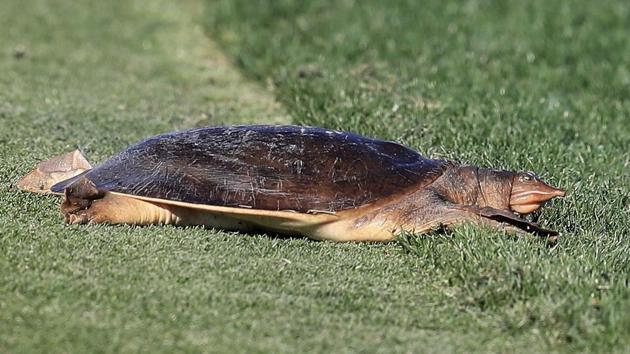 According to researchers, the pathogen, Vibrio cholerae, can colonise the surfaces, as well as the intestines of soft-shelled turtles. (AFP) According to researchers, the pathogen, Vibrio cholerae, can colonise the surfaces, as well as the intestines of soft-shelled turtles. (AFP)
