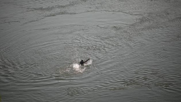 A man swims in the Rio Grande river at the border between Unites States and Mexico in McAllen, Texas. (REUTERS) A man swims in the Rio Grande river at the border between Unites States and Mexico in McAllen, Texas. (REUTERS)