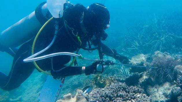 A diver injects a crown-of-thorns starfish with vinegar on the Great Barrier Reef. Common household vinegar has been found to be surprisingly effective against these preying starfish. (AFP) 