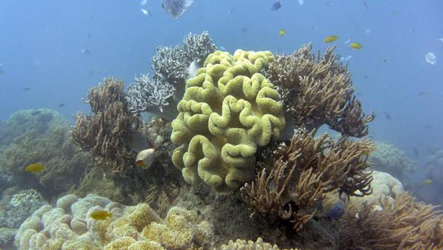 Coral bleaching occurs when polyps can no longer continue their symbiotic relationship with algae like ‘zooxanthellae’  which reside inside their tissues, giving corals their distinct colour and also aiding photosynthesis. In exchange, the corals provide these ‘zooxanthellae’ with carbon dioxide and ammonia.  (William WEST / AFP File ) 