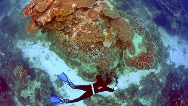Oliver Lanyon, Senior Ranger in the Great Barrier Reef  takes photographs and notes during an inspection.  Scientists concede that the amount of coral that died from bleaching in 2016 was much higher than original estimates and greater damage is expected in 2017. (David Gray / Reuters File ) 