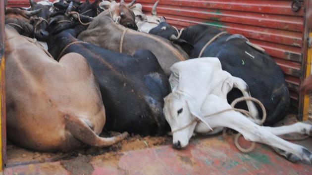 Police said the cattle were being taken for slaughter to Rajasthan. Police said the cattle were being taken for slaughter to Rajasthan.