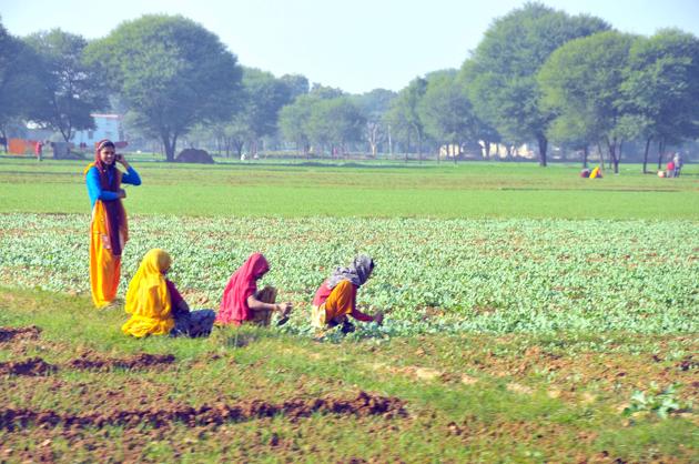 Women working in their field in Rajasthan’s Sikar.(HT File Photo.) Women working in their field in Rajasthan’s Sikar.(HT File Photo.)
