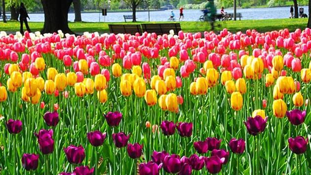 Garden therapy is a novel approach to dealing with mental health. (AFP) Garden therapy is a novel approach to dealing with mental health. (AFP)