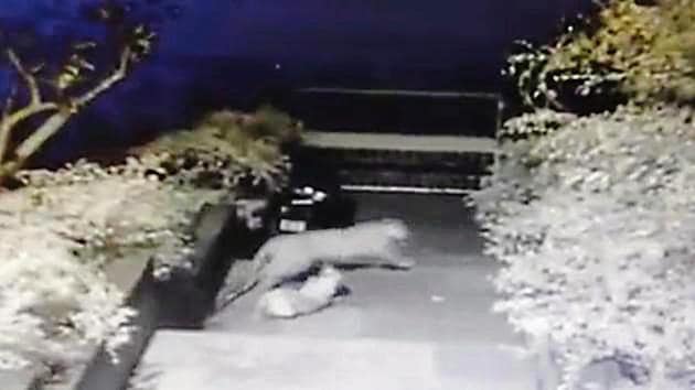 The CCTV video shows the leopard chasing the dog around 4.22am on Friday. The dog is pinned down by the leopard for about 15 seconds, after which he leaves the prey and makes a run. The CCTV video shows the leopard chasing the dog around 4.22am on Friday. The dog is pinned down by the leopard for about 15 seconds, after which he leaves the prey and makes a run.