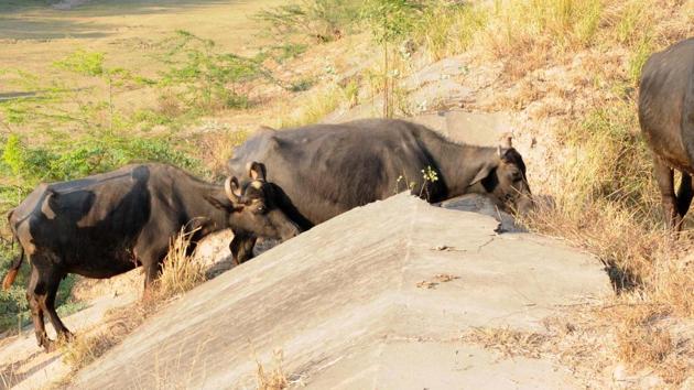 A girl was allegedly forced to eat dung during an exorcism ritual. (Bharat Bhushan/HT File Photo) A girl was allegedly forced to eat dung during an exorcism ritual. (Bharat Bhushan/HT File Photo)