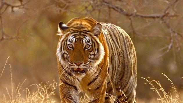 The Sariska Tiger Reserve has made a remarkable comeback after translocating the big cats from Ranthambhore. But a surge in tiger population is leading to turf war among the striped cats.(HT PHOTO) The Sariska Tiger Reserve has made a remarkable comeback after translocating the big cats from Ranthambhore. But a surge in tiger population is leading to turf war among the striped cats.(HT PHOTO)