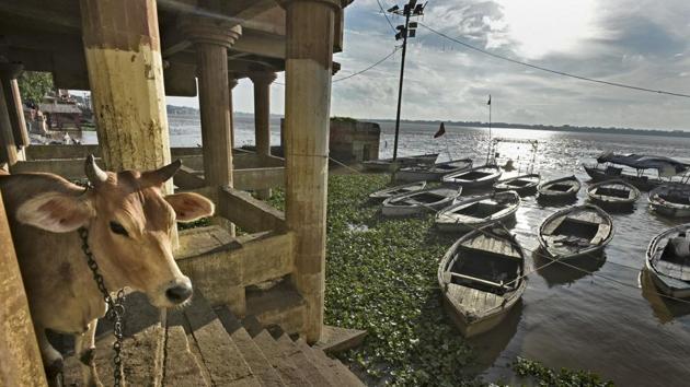 A cow stands near the Harishchandra Ghat area on the River Ganges in Varanasi. (Ravi Choudhary/HT File Photo) A cow stands near the Harishchandra Ghat area on the River Ganges in Varanasi. (Ravi Choudhary/HT File Photo)