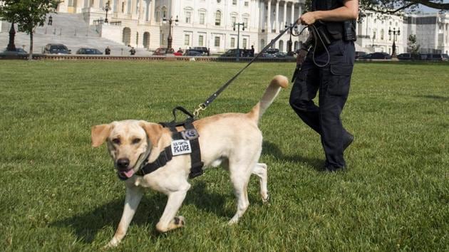 A Capitol Police Officer and police dog patrol around the US Capitol in Washington, DC as security was increased following the shooting incident. (Saul Loeb/AFP) A Capitol Police Officer and police dog patrol around the US Capitol in Washington, DC as security was increased following the shooting incident. (Saul Loeb/AFP)