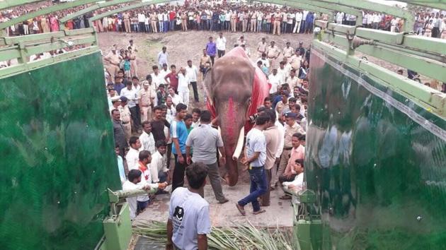 Gajraj entering the Wildlife SOS elephant ambulance. (HT Photo) Gajraj entering the Wildlife SOS elephant ambulance. (HT Photo)
