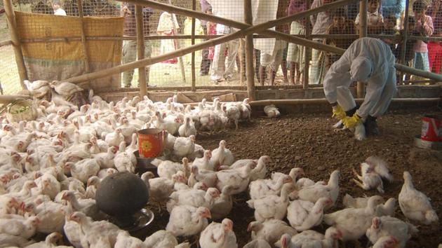 Poultry company profits should continue to rise as raw material costs are set to remain depressed and demand rises due to the political fight over cattle slaughtering in India. (Reuters File Photo) Poultry company profits should continue to rise as raw material costs are set to remain depressed and demand rises due to the political fight over cattle slaughtering in India. (Reuters File Photo)