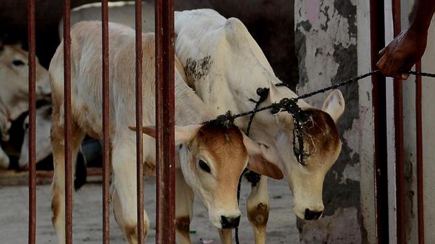 The government told the Supreme Court it won’t push the states to enforce the ban on sale of cattle for slaughter. (AFP File/ Representational Photo) The government told the Supreme Court it won’t push the states to enforce the ban on sale of cattle for slaughter. (AFP File/ Representational Photo)
