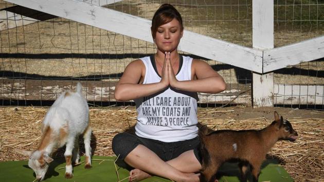 The new workouts taking place on farms across the country involve Nigerian Dwarf goats -- miniature goats of West African origin -- roaming about as yogis practice their exercise routines (Mark RALSTON / AFP)