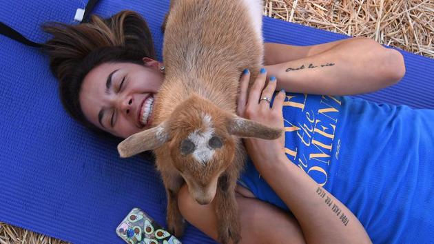 Several of the students say, ‘ practising yoga with goats is an experience similar to playing with a pet, which has clinically been proven to relieve stress and improve well-being. (Mark RALSTON / AFP)