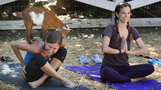 A woman struggles to maintain her concentration as a baby goat gets close during a ‘Goat Yoga’ class. (Mark RALSTON / AFP)
