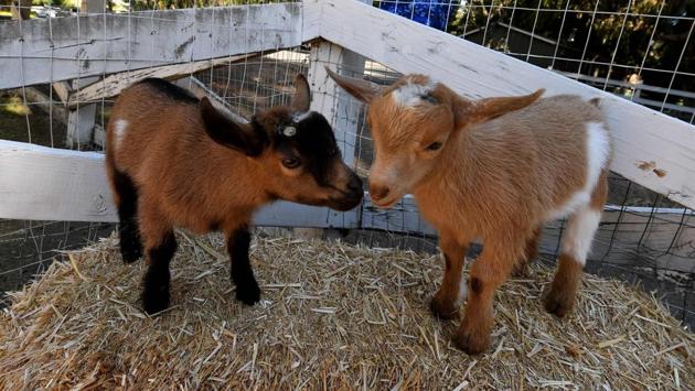 ‘All animals are therapeutic but there is something about these goats that is just incredible. You can be in a child’s pose position and the next thing you know, you don’t want to get up because there is a goat on your back. If there’s anything these goats allow you to be it’s conscious.’, said Lana. (Mark RALSTON / AFP)