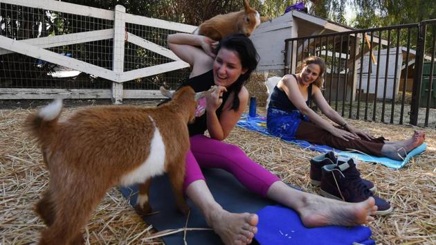 Lily Reel struggling to maintain her concentration during a Yoga’ class. (Mark RALSTON / AFP)