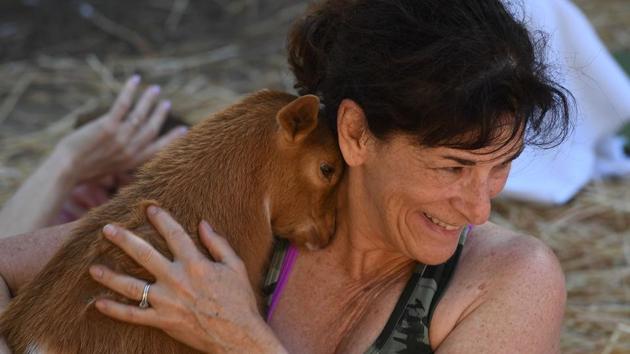 Danette McReynolds, whose family owns the goats, said she decided to host the classes to raise money for her 16-year-old daughter and a friend who are planning to showcase the animals at a farm show in Wisconsin this summer. (Mark RALSTON / AFP)