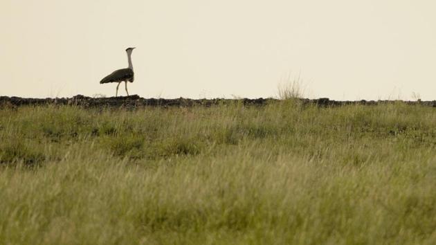 A Great Indian Bustard in the Desert National Park, Rajasthan. (Wikimedia Commons) A Great Indian Bustard in the Desert National Park, Rajasthan. (Wikimedia Commons)