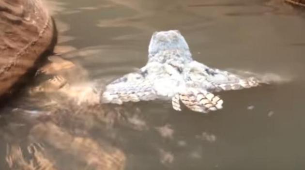 The owl adopted a swimming pattern that was almost similar to a human breaststroke. (Youtube Screengrab) The owl adopted a swimming pattern that was almost similar to a human breaststroke. (Youtube Screengrab)