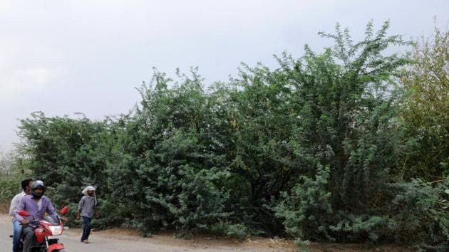 The forest cover of the Aravallis is said to be decreasing fast. (Parveen Kumar/HT File Photo) The forest cover of the Aravallis is said to be decreasing fast. (Parveen Kumar/HT File Photo)