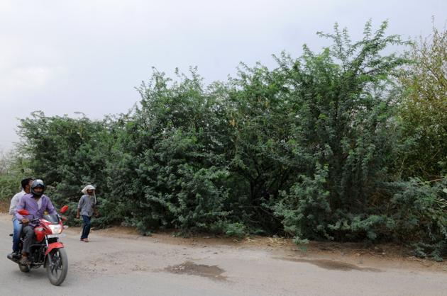 There are restrictions in place with regard to tree felling and construction activities in the Aravallis.(File Photo)