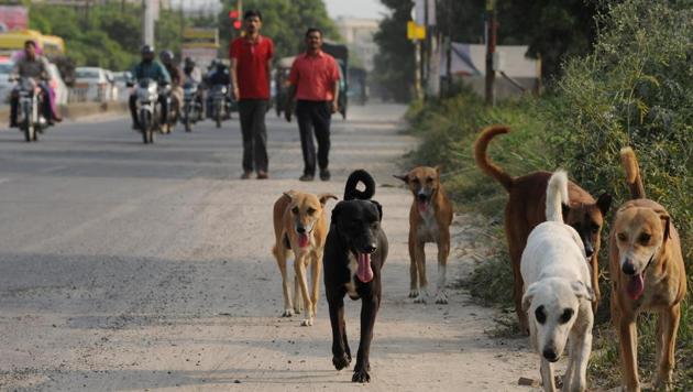 Despite crores allocated by the three municipalities to sterilise dogs, the cases of dog bites have remained unarrested over the years. (Burhaan Kinu/HT FILE) Despite crores allocated by the three municipalities to sterilise dogs, the cases of dog bites have remained unarrested over the years. (Burhaan Kinu/HT FILE)