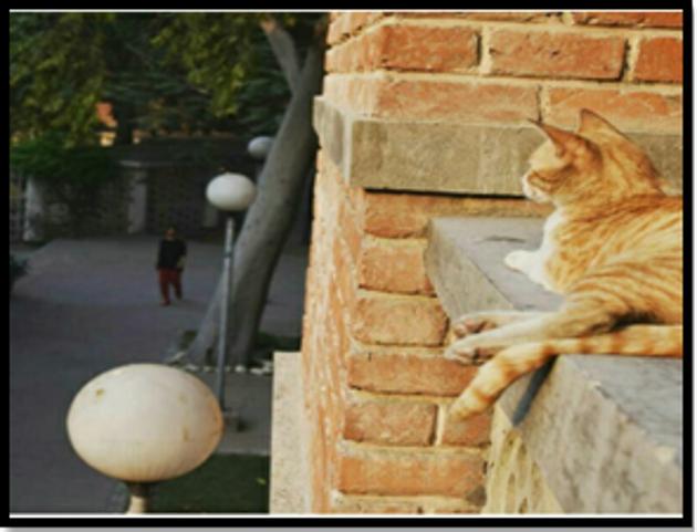 The felines coexist peacefully with the young ladies of Miranda House. (Sourced) The felines coexist peacefully with the young ladies of Miranda House. (Sourced)