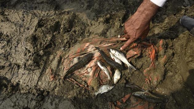 The dead fish at Kairana are testament to the shrinking ecological inventory of the Yamuna, and the livelihoods dependent on it. (Burhaan Kinu/HT PHOTO)