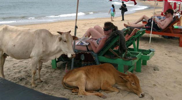 This file photo taken on March 14, 2008 shows western tourists relaxing next to cows on Anjuna Beach in Goa.(AFP Photo)