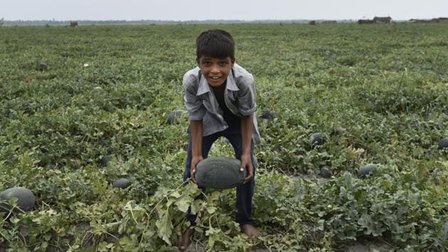 The drying up of the Yamuna has forced approximately 500 families to migrate to Meerut, Uttar Pradesh where they farm near the Ganga river for eight months in a year. Their children are unable to attend school due to this annual migration and work as farm labour instead. (Burhaan Kinu/HT PHOTO)