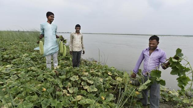 When the rivers were flourishing waterways, the Mallahs were traditional boatmen ferrying people. With waterway navigation shrinking, they took to fishing, but fishing contracts being sold to the highest bidder by the government, reduced them to farming watermelons, cucumbers, bottle-gourd and muskmelon by the river bank. (Burhaan Kinu/HT PHOTO)